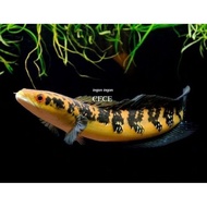 Maru Yellow sentarum/ Maru Ys aquarium size 14-17cm pet channa cana chana