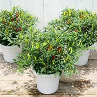 [ HARGA 2 POHON CABE RAWIT  ] TANAMAN HIDUP CABAI RAWIT SETAN SUPER PEDAS BISA BERBUAH LEBAT DI DALA