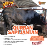 Sapi Qurban Bali Madura Simental PO Limosin  Wilayah Jabodetabek