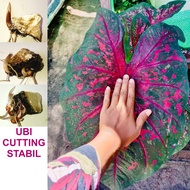 ANAK UBI KELADI THAI GAI DAY CHA HYBRID-A CALADIUM BULB CUTTING THAILAND