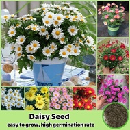 Mixed Color Daisy Bonsai Seed Malaysia Flower Seeds for Planting (100pcs, Easy To Grow, High Germination) 小雏菊 Ornamental Flowering Plants Seeds Potted Live Plants Indoor and Outdoor Real Plants Garden Flower Plant Seed Gardening Deco Benih Pokok Bunga