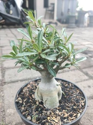 Adenium Bonsai
