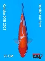 Ikan Koi Import Kohaku Farm Hoshikin (1)