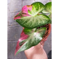 Caladium Shy Cool / Keladi Shy Cool (Rare)