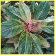 ♟ ◿ ✁ Aglaonema Pink Lipstick.