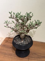 沙漠蘇木