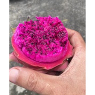 🌵 KERATAN ANAK POKOK BUAH NAGA MERAH