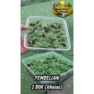 Azolla Seeds, Special for Long-Lasting Delivery – Not Easily Damaged, Guaranteed Life