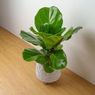 琴葉榕 大樹葉紋 水泥盆栽 桌上盆栽 開幕送禮 喬遷禮物