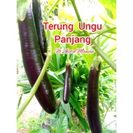 Anak pokok terung ungu