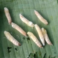 kepompong pisang untuk umpan mancing