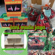 SIAPKIRIM Bibit benih kecambah polong kelapa sawit MARIHAT PELEPAH PANJANG ( BELI 2 BONUS SERTIFIKAT