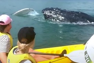 Noosa Whale Watching Ocean Kayaking & Beach 4X4 Tour