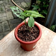 Diskon Monstera Obliqua