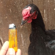 Promo ayam pelung betina indukan Berkualitas