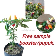Bibit Cabe Pelangi | CABE PELANGI | CABE HIAS
