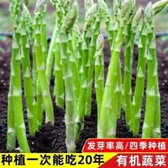 Asparagus Seeds Four Seasons Planting Vegetables Green Asparagus Seeds Heat Resistant Cold Resistant