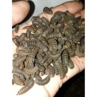 BSF FLY EGGS ALTERNATIVE FEED