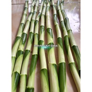 Lucky bamboo | Lucky bamboo without roots | Length 40 cm