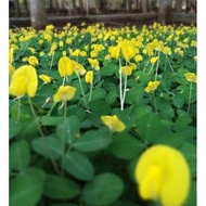 READY STOCK [Live Plant] 2PCS bunga kacang Kuning/ Kacang Pintoi/ Arachis