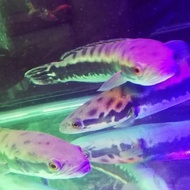 Ikan Hias Predator Gabus Toman / Channa Micropeltes Big Size
