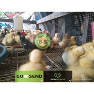 PAKET 10 EKOR DOD BEBEK PEKING✓✓