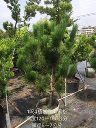 【盛宏園藝】三河黑松︱1呎4植袋黑松盆栽︱高度120~150公分(請自取)