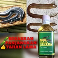 Minyak Raja belut dewasa..Minyak Urutan Luaran, Lintah asli original HQ ubatan Sapuan luaran