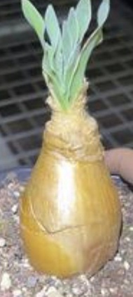 巨鳳之卵