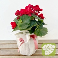 Begonia Rose 秋海棠玫瑰 Random Color IOB