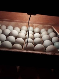Mesin tetas Telur full otomatis kapasitas 50 butir telur ayam bebek
