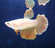 【成崧水族】黃金半月母鬥魚 黃金半月母 母半月鬥魚 半月鬥魚