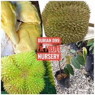 Anak Pokok Durian D99 Kop Kecil