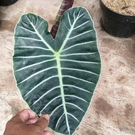 paket alocasia watsoniana dan nebula