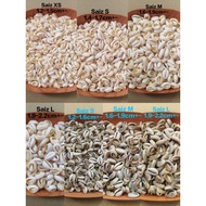 Seashell /Burie /siput/Burie Kuyung (Putih /Kelabu )S / M (1kg)