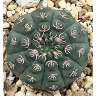 WAF rare Cactus Gymnocalycium Stellatum v. Kleinianum 白刺瑞昌玉 (±60mm) with 85mm pot direct from Camero