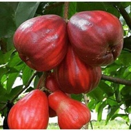 pokok jambu bol/jambu payung/jambu keling