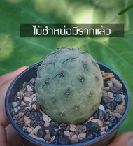 [ถูกที่สุด]แคคตัสไข่มังกร Trephrocactus geometricusกระบองเพชรหายาก แรร์ไอเท็ม  cactus succulent ไม้อวบน้ำ