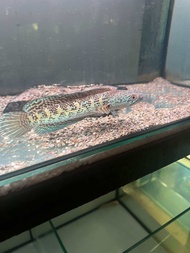 CHANNA COBRA QUALITY 6 INCH +- HIGH GRADE STABIL FISH