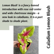 (Real Plant) Caladium Lemon Blush pokok keladi hidup hiasan rumah live indoor houseplant plants