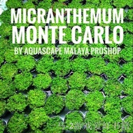 ◎◐😍😍😍Carpet Micranthemum Monte Carlo MC Aquarium Aquatic Plant