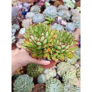 FT live succulent 梦幻玫瑰双头 12cm+-