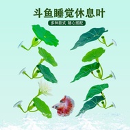Suitable for Thai Betta Rest Water Leaves, Avoid Spawning Water Leaves, Lotus Leaves Aquatic Plants 