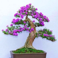 Linh sam siêu bông hoa thơm bonsai (gốc nữa cổ tay)