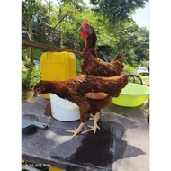 Induk Ayam Rhode Island Red RIR
