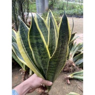 Sliced dwarf snake plant (1 spicy)