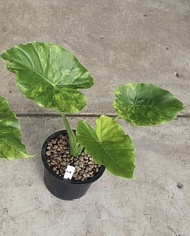 ✅💥Alocasia gageana Aurea Variegated : บอนหูช้างด่างเหลือง ในกระถาง 8️⃣.5️⃣ นิ้ว . บอนหูช้างด่างขาวและบอนหูช้างด่างเหลืองมี ลักษณะเด่นคือ มีใบคล้ายกับหูช้าง (Elephant Ears)