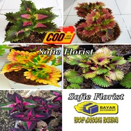 Sofie Florist06 - Paket 5 Pcs Miana Super Premium | Paket Hemat Miana 5 Jenis | Sofie Florist COD Miana Murah Meriah