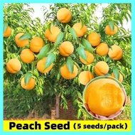 100% Original 5seeds Yellow Peach Seeds Fresh Fruit Seeds for Planting Dwarf Peach Fruit Plants Seeds for Pots Peach Fruit Seeds Dwarf Fruit Trees Plants Garden Fruit Tree Seeds Bonsai Plants for Sale Real Plants Bonsai Tree Live Plants Vegetables Seeds