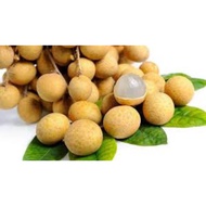Anak Pokok Longan Berlian | Hybrid Longan | Ready Stock 🎉🎁